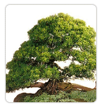 나무 : 섬향나무